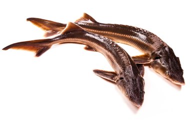 Fresh sterlet fish isolated on white. Sterlet is a small sturgeo