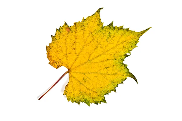 Folha de uvas de outono isolada sobre fundo branco. Com recorte p — Fotografia de Stock