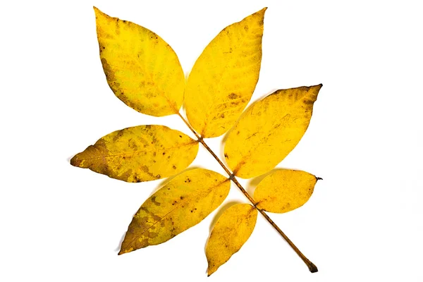 Folha de árvore de nogueira de outono isolada no fundo branco. Com clipp — Fotografia de Stock