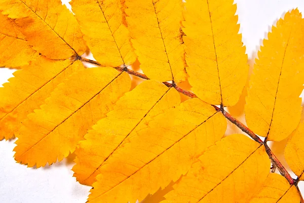 Осенний лист рябины в качестве фона . — стоковое фото