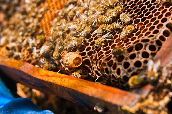 Genç arı Kraliçe ile tarak görünümünü kapatın. Yukarı gösteren kapatın