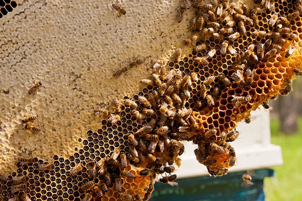 Working bees on the yellow honeycomb with sweet honey. — Stock Photo, Image
