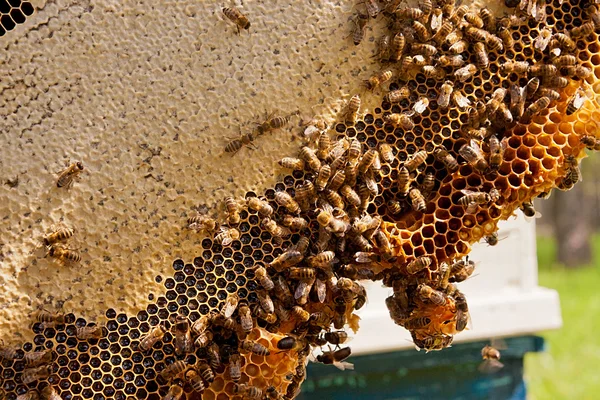 Abelhas trabalhando no favo de mel amarelo com mel doce . — Fotografia de Stock