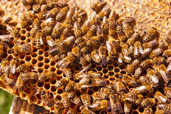 Bekerja lebah di atas sarang madu kuning dengan madu manis . — Stok Foto