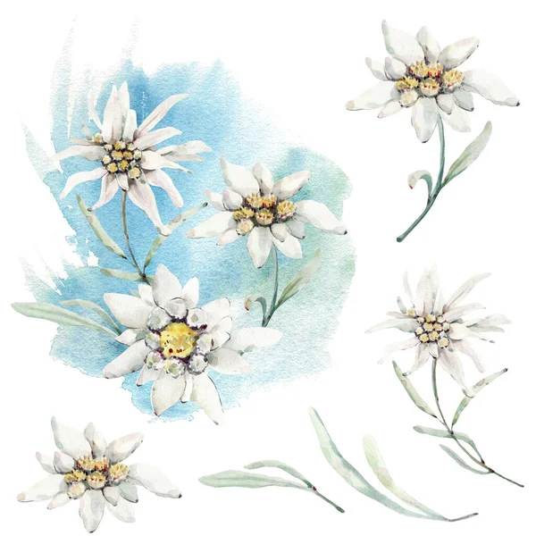 Aquarela Pintada Mão Flores Selvagens Ervas Perfeito Para Cartões Felicitações — Fotografia de Stock