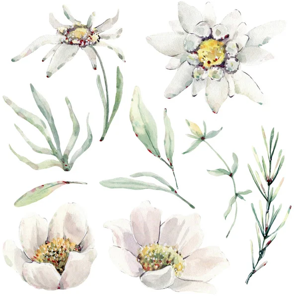 Намальовані Вручну Акварельні Дикі Квіти Трави Ідеально Підходить Вітальних Листівок — стокове фото