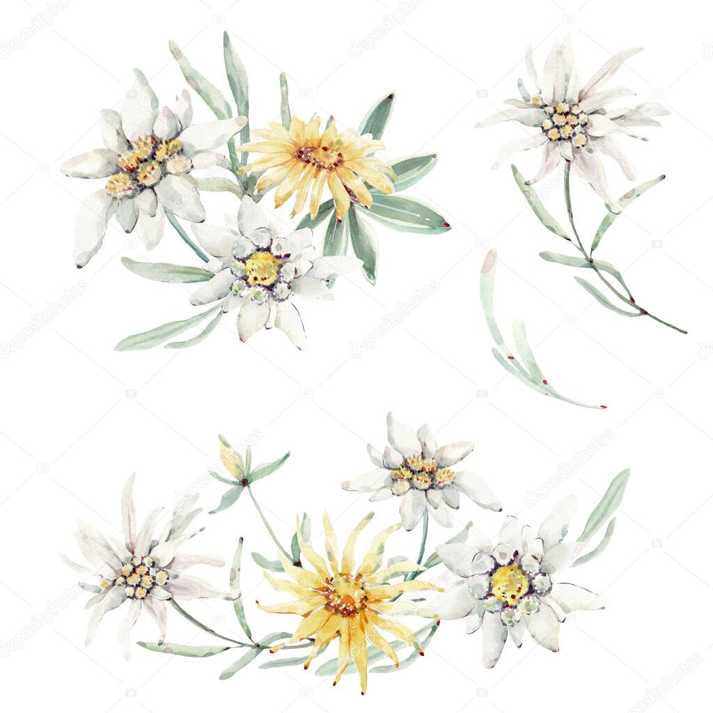 Handpainted watercolor wild flowers and herbs. It's perfect for greeting cards, wedding invitation, wedding design, birthday and mother's day cards. Watercolor botanical illustration isolated on white background.