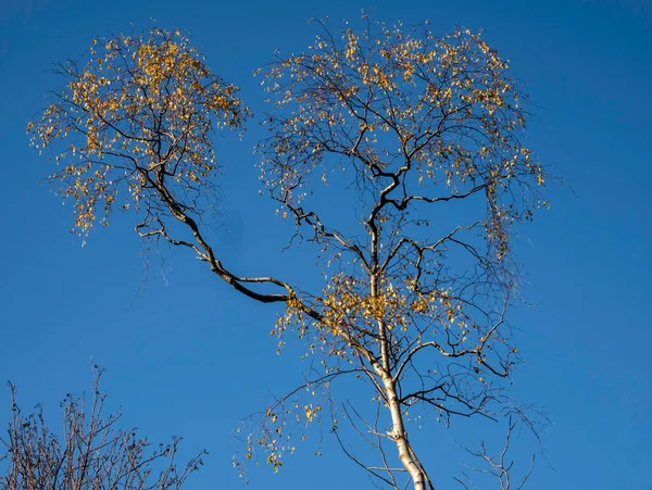 Árvores Cinzas Suas Cores Outono Conjunto Contra Céu Outono Claro — Fotografia de Stock