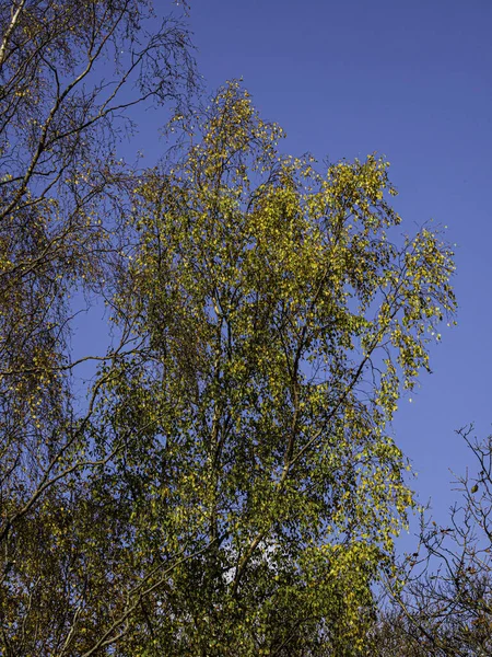 Asbomen Hun Herfstkleuren Tegen Een Stralende Heldere Herfstlucht — Stockfoto