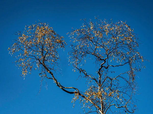 Sonbahar Renklerindeki Kül Ağaçları Güzel Berrak Bir Sonbahar Gökyüzüne Karşı — Stok fotoğraf