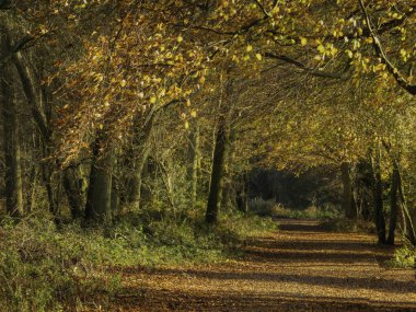 Ashridge Woods in afternoon sunshine in Autumn clipart