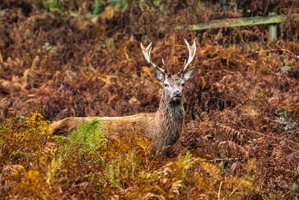 Ciervo Superficial Bradgate Park Final Rut Anual —  Fotos de Stock