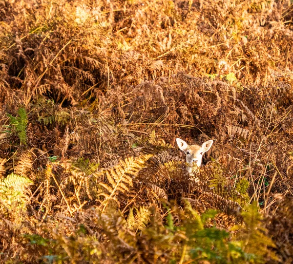 Jeune Cerf Blanc Jachère Caché Dans Saumure — Photo