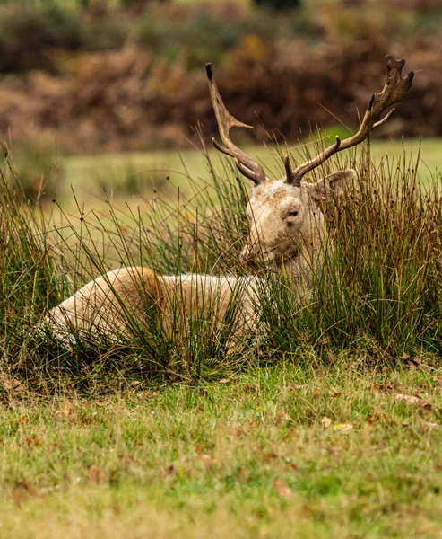 Branco Fallow Veado Masculino Descansando Final Rut — Fotografia de Stock