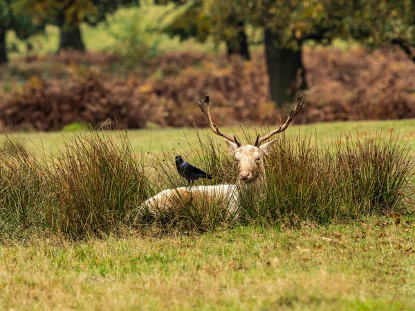 White Fallow Male Deer Vilar Slutet Rut — Stockfoto