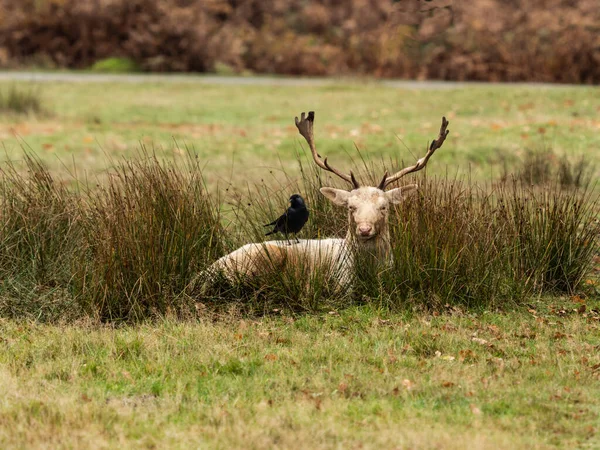 Branco Fallow Veado Masculino Descansando Final Rut — Fotografia de Stock