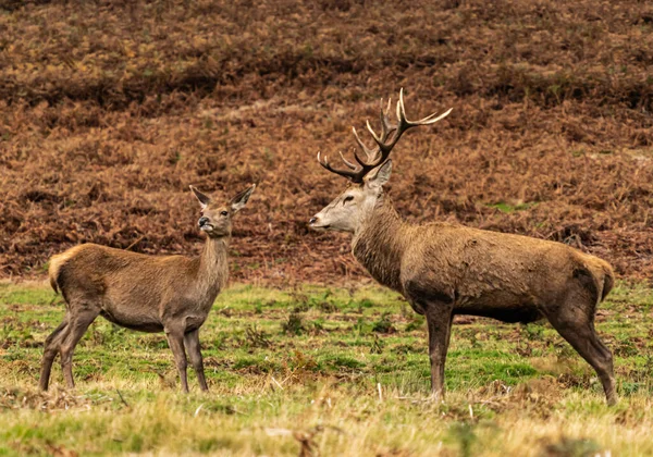 Cerf Virginie Cerf Jeune Biche Fin Ornière Automne — Photo