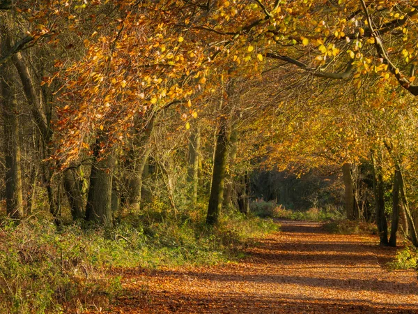 Ashridge Woods Sole Pomeridiano Autunno Foto Stock