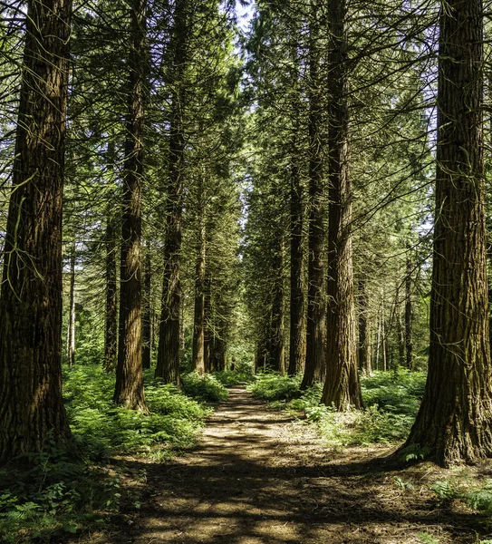 Bosques Hertfordshire Com Enormes Árvores Sequoia — Fotografia de Stock