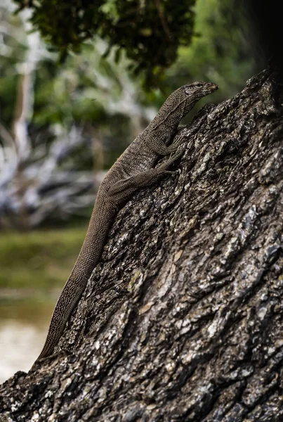 Yala Iguana伪装在一棵树上 — 图库照片