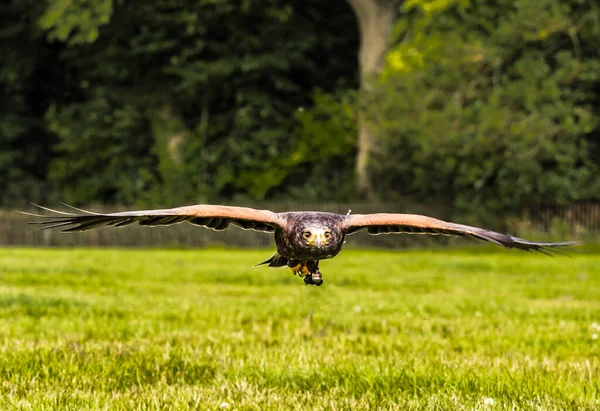 Великобритания Harris Hawk Полете Низком Уровне — стоковое фото