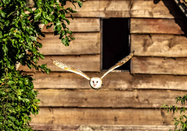 Barn Owl Flight Barn — Stock Photo, Image