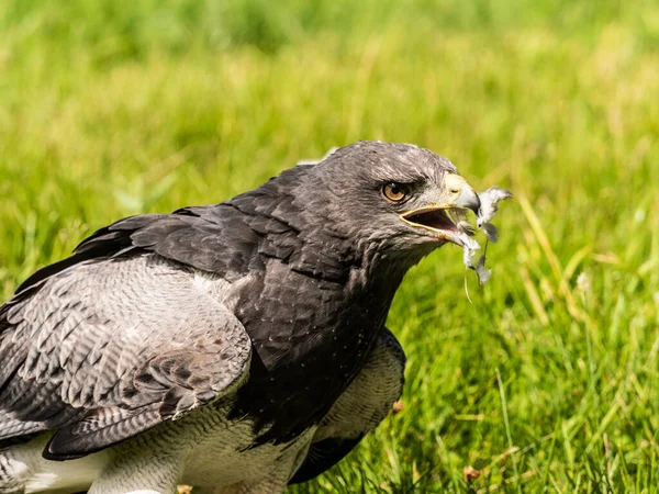 Buitre Águila Chilena Con Presa — Foto de Stock