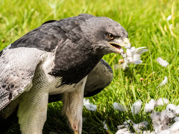 Buzzard Águia Chilena Com Presa — Fotografia de Stock