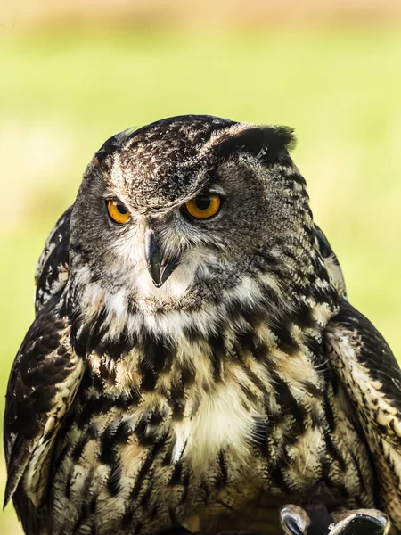 Búho Águila Europea Cerca —  Fotos de Stock