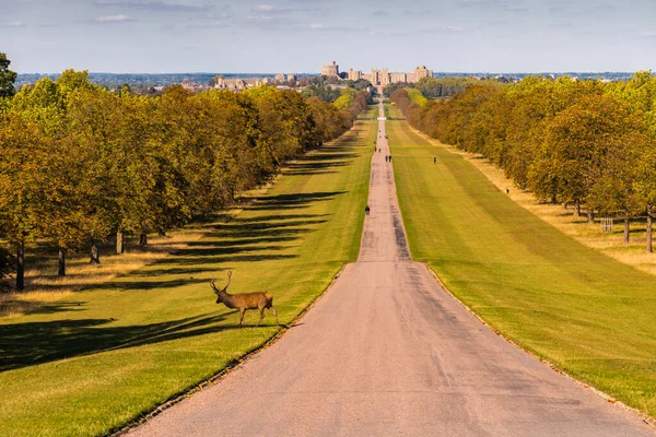 Den Långa Promenaden Till Windsor Slott — Stockfoto