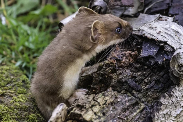 Stoats Liberté — Photo