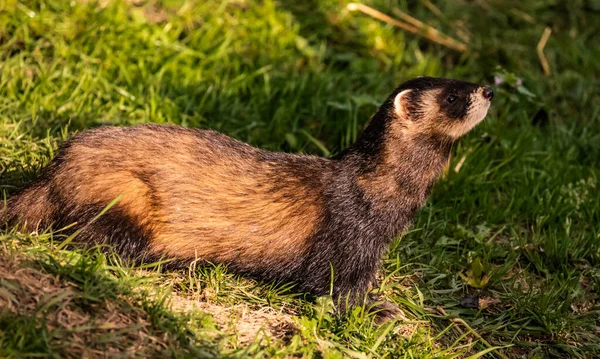 Polecats Liberté — Photo