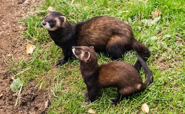 Polecats Liberté — Photo