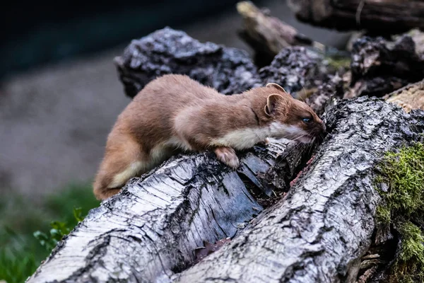 Stoats Liberté — Photo