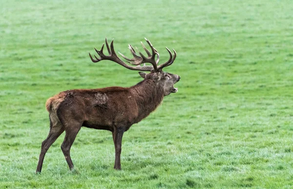 Woburn Deer Park — Stock Photo, Image