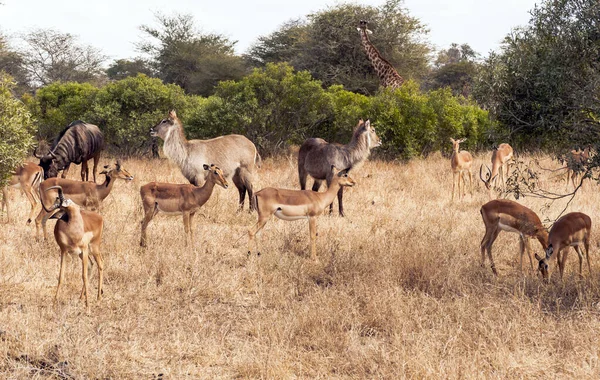 Eine Giraffe Und Verschiedene Tiere Kruger Nationalpark Ihrem Natürlichen Lebensraum — Stockfoto