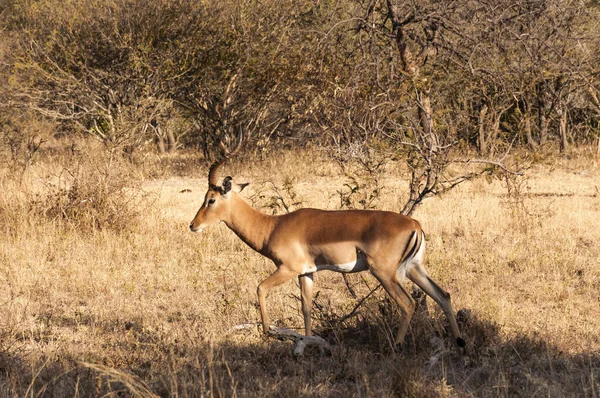 Impala Vahşi Yaşamın Macdonalds Olarak Bilinir Her Şey Onları Yer — Stok fotoğraf