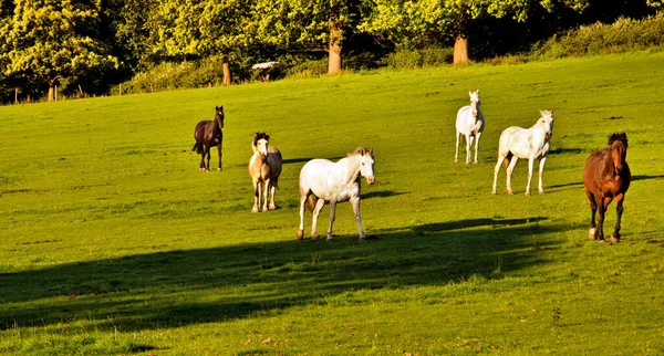 Friendly Horses Field Summer Evening Stock Image