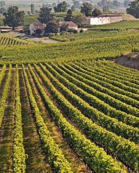 Bild Zeigt Ausmaß Und Natur Dieser Berühmten Weinregion Südwestfrankreich — Stockfoto