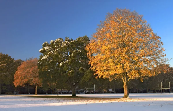 Bomen Hun Herfstglorie Een Vroege Sneeuwval — Stockfoto