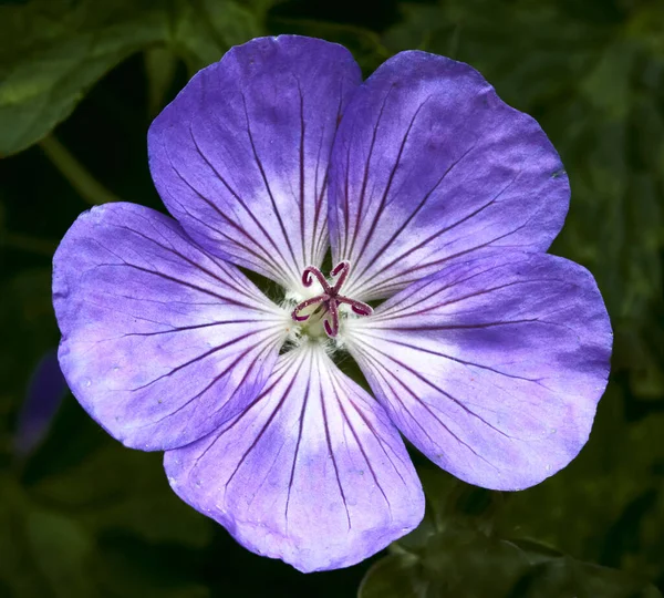 Квітка Також Відома Журавель — стокове фото