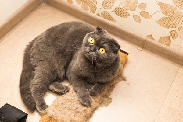 Skót szeres macska határozza meg a fa padló — Stock Fotó