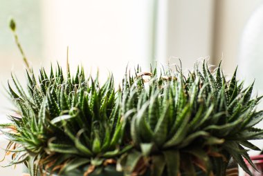 yeşil bitki üzerinde altın alyans