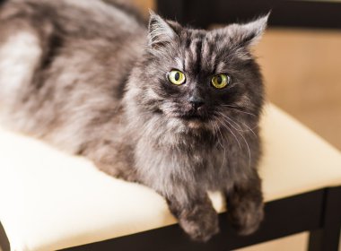 fluffy gray cat clipart