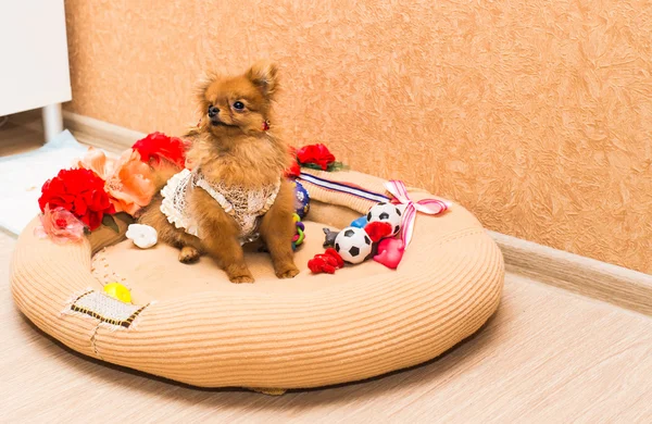 Bonito e engraçado filhote de cachorro Pomeranian sorrindo no fundo laranja — Fotografia de Stock