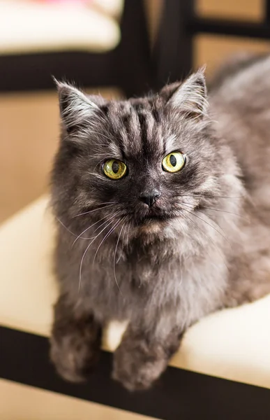 Nadýchaný šedá kočka — Stock fotografie
