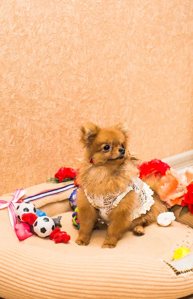 Lindo y divertido cachorro Pomeranian sonriendo sobre fondo naranja — Foto de Stock