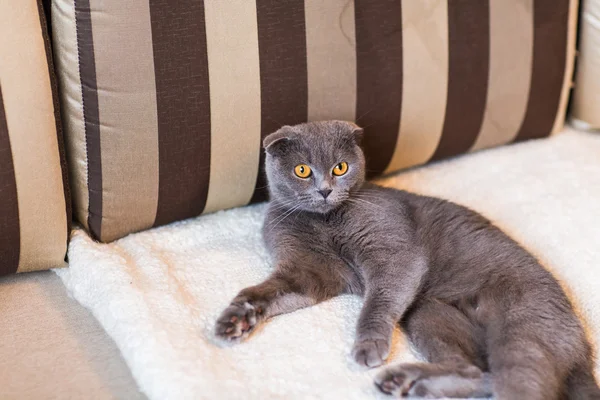 Lindo divertido gris gato relajante en el sofá — Foto de Stock