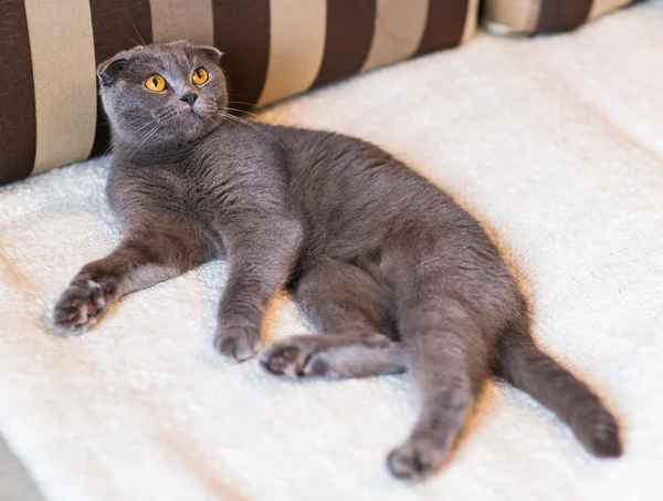 Roztomilý funny šedá kočka relaxační na gauči — Stock fotografie