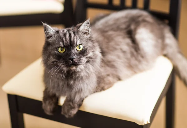 Fluffy gray cat — Stock Photo, Image